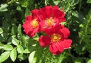 Bienenweide Rot