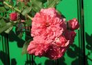 Rosarium Uetersen