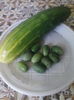 cucamelon-cel mai mic castravete