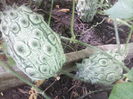 kiwano