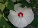 Hibiscus moscheutos