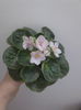 Spring Kiss