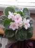Spring Kiss