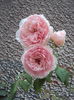 DSC04108
