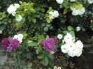 DSC04184