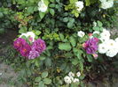 DSC04186