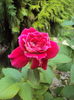 DSC04052