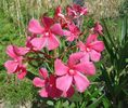 florile lunii august (4)