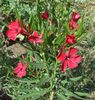 florile lunii august (5)