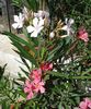 florile lunii august (6)