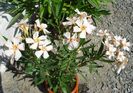 florile lunii august (7)