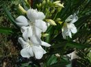 florile lunii august (8)