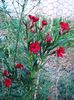 florile lunii august (29)