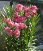 florile lunii august (35)