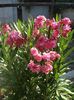 florile lunii august (36)