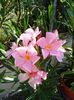 florile lunii august (45)