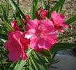 florile lunii august (46)