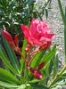 florile lunii august (47)