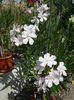 florile lunii august (49)