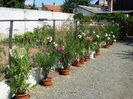 florile lunii august (51)