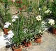 florile lunii august (52)