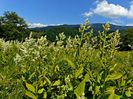 DSC08305