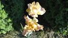 DSC00105