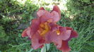 DSC09745