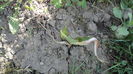 DSC09570