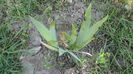 DSC09576