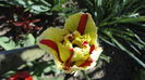 DSC09520