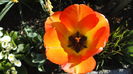 DSC09550