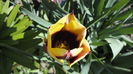 DSC09604