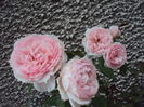 DSC04200
