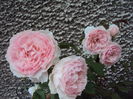 DSC04201