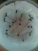 Cytisus seed germination
