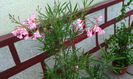 IMG_20150811_203459[1]