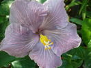 Tahitian Purple Sovereign