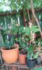 IMG-20150815-WA0118
