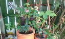 IMG-20150815-WA0087