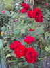 DSC04242