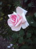 DSC04284