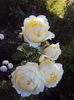 DSC04669
