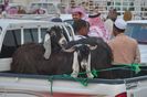 Si capre Najdi tot la ei in Arabia
