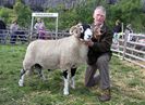 Swaledale berbecut-532