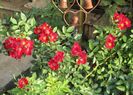Bienenweide Rot