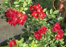 Bienenweide Rot