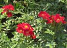 Bienenweide Rot