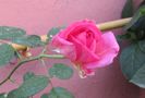 village-de-saint-yrieix rose
