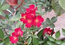 Bienenweide Rot